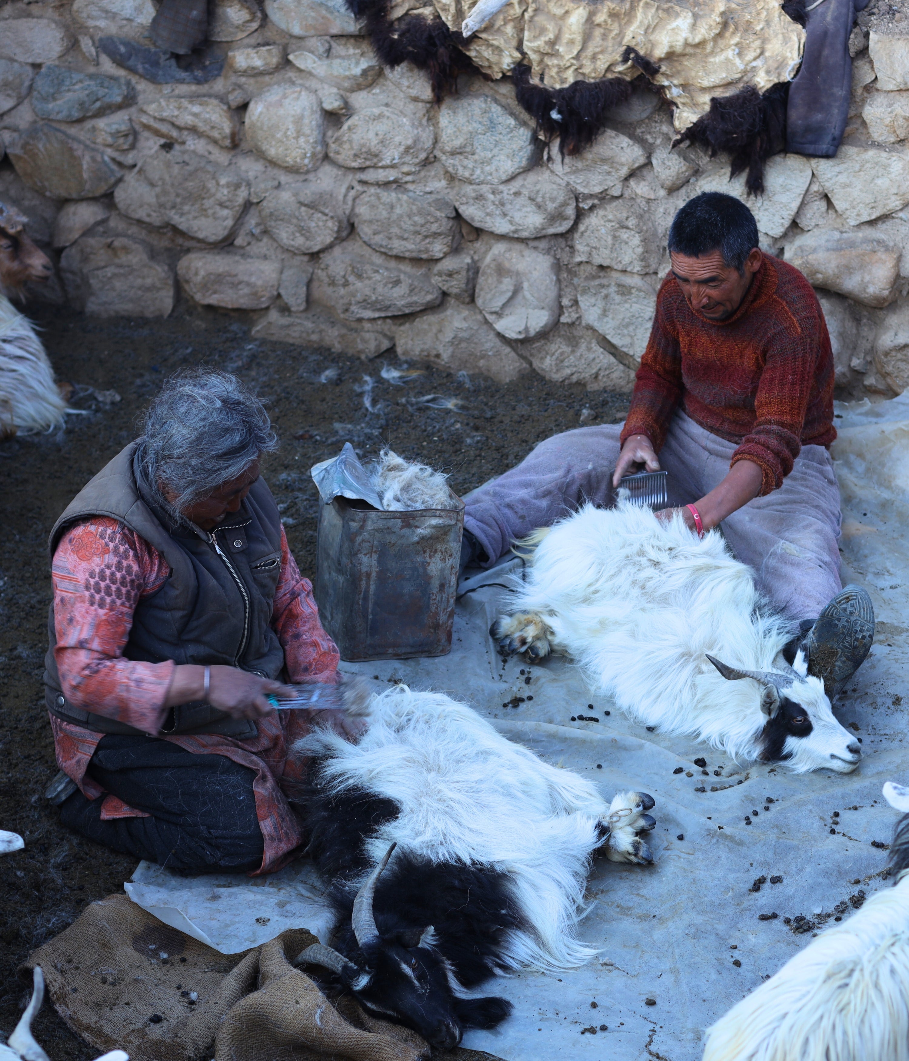 Life in Motion: Roles of the Changpa