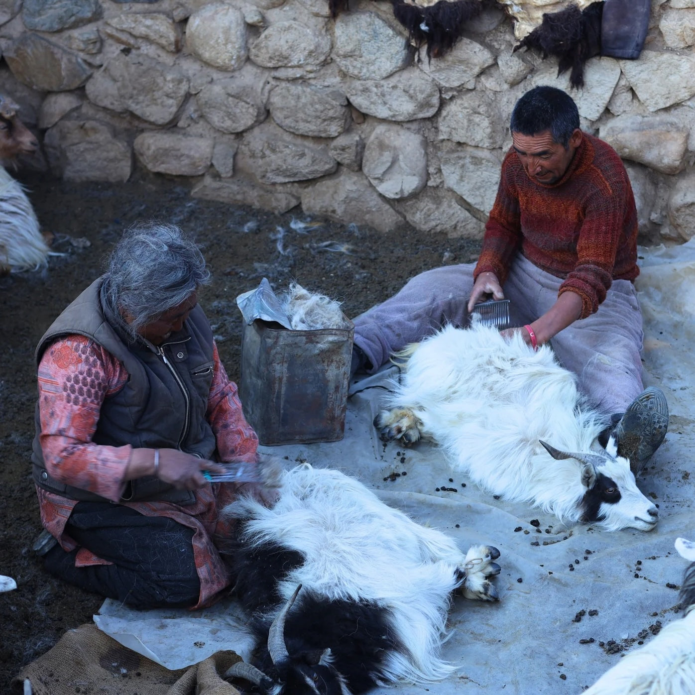 Life in Motion: Roles of the Changpa